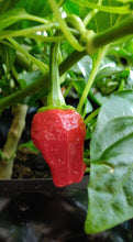 Load image into Gallery viewer, 10 organic and hand picked black scorpion tongue chilli seeds (open pollinated) Capsicum Annuum