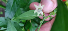 Load image into Gallery viewer, 10 CGN 16994 chilli seeds (open pollinated) Capsicum Chinense