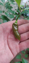 Load image into Gallery viewer, 10 Turkish pepper seeds (open pollinated)