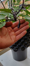Load image into Gallery viewer, 10 organic and hand picked Pimenta de neyde chilli seeds (open pollinated)