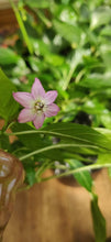 Load image into Gallery viewer, 10 organic and hand picked black scorpion tongue chilli seeds (open pollinated) Capsicum Annuum