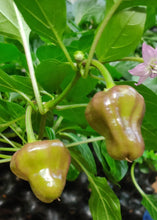 Load image into Gallery viewer, 10 organic and hand picked black scorpion tongue chilli seeds (open pollinated) Capsicum Annuum