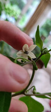 Load image into Gallery viewer, 10 Turkish pepper seeds (open pollinated)