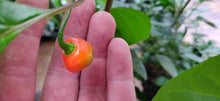 Load image into Gallery viewer, 10 Turkish pepper seeds (open pollinated)