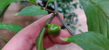 Load image into Gallery viewer, 10 Turkish pepper seeds (open pollinated)