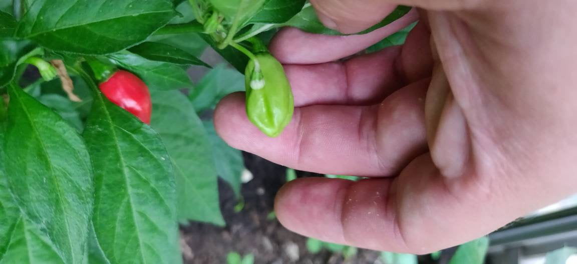10 CGN 16994 chilli seeds (open pollinated) Capsicum Chinense – Woody's ...