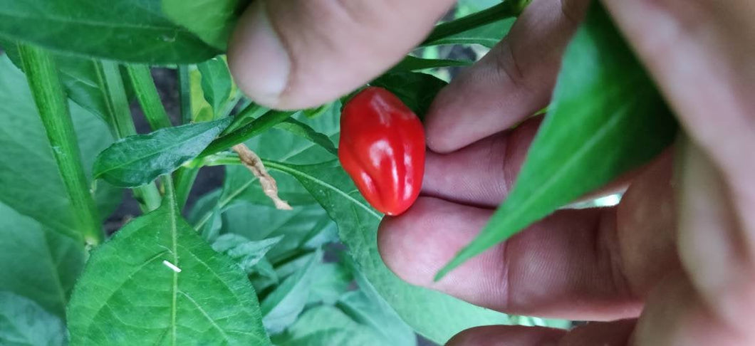 10 CGN 16994 chilli seeds (open pollinated) Capsicum Chinense