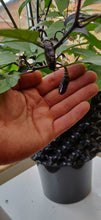 Load image into Gallery viewer, 10 organic and hand picked Pimenta de neyde chilli seeds (open pollinated)
