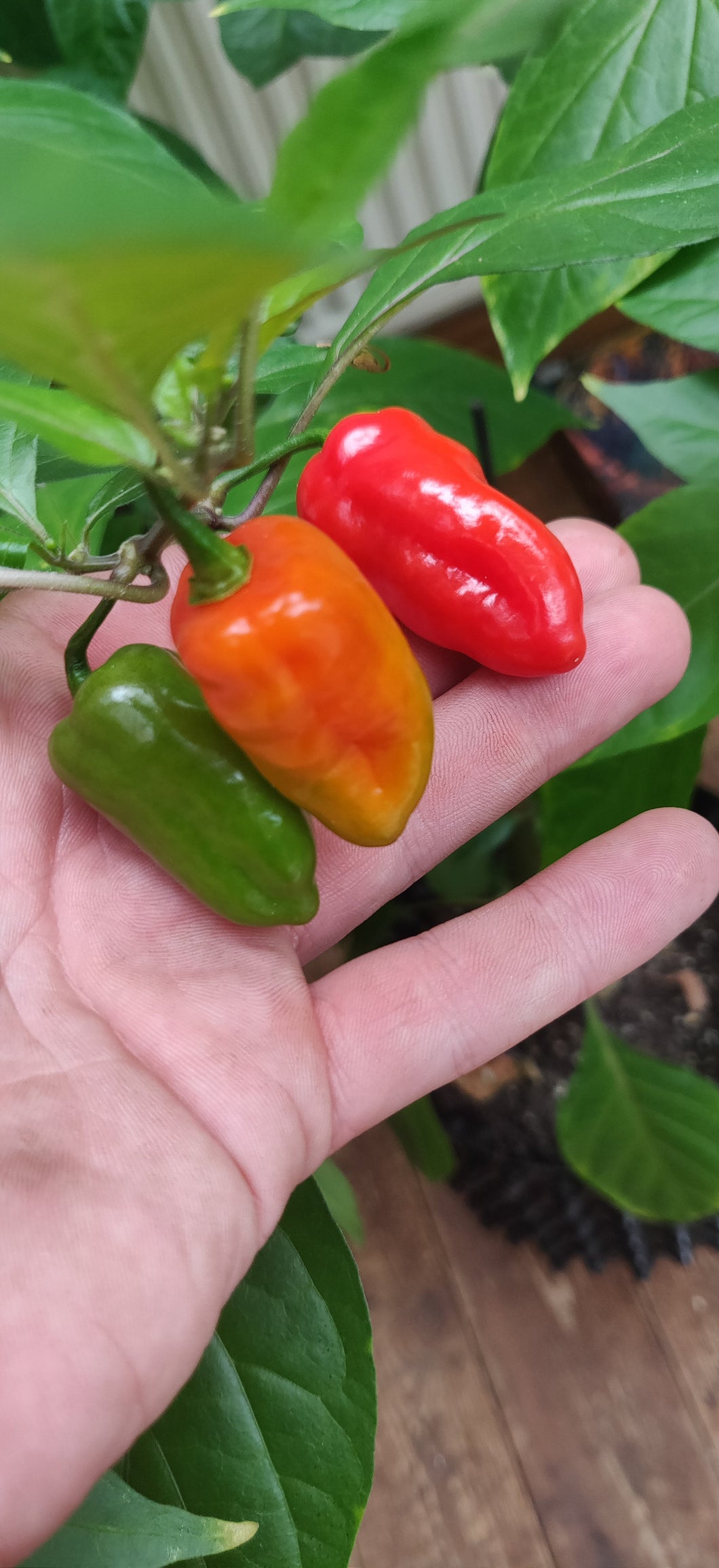10 Turkish pepper seeds (open pollinated)