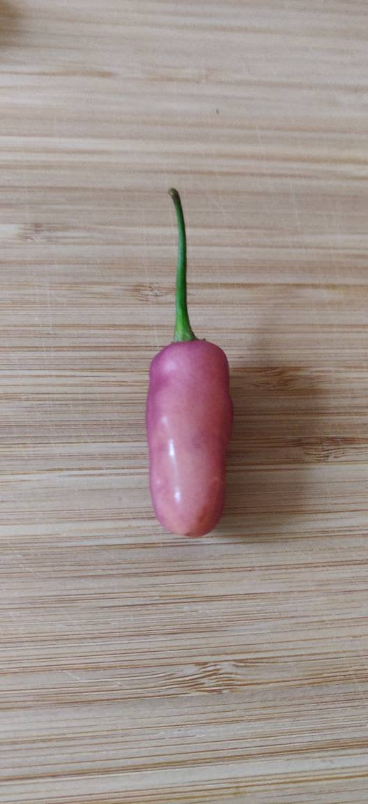 10 organic Fidalgo Roxa seeds – Woody's Wondrous Chillies